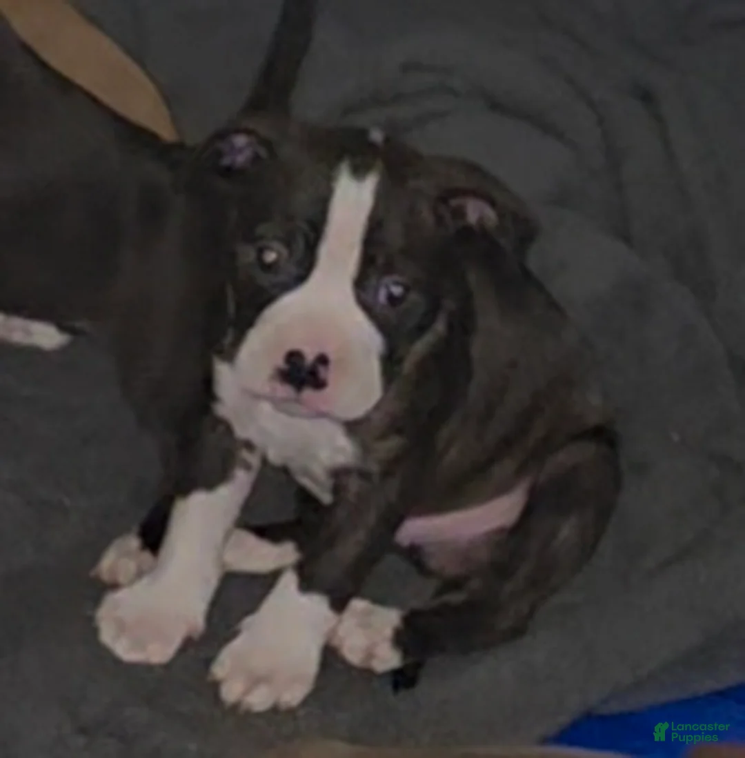 American Bully dogs for sale: American Bully Puppy 1 - Ad 1