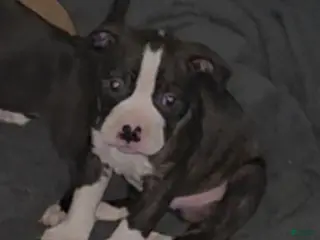 American Bully dogs American Bully Puppy 1 - Ad 25