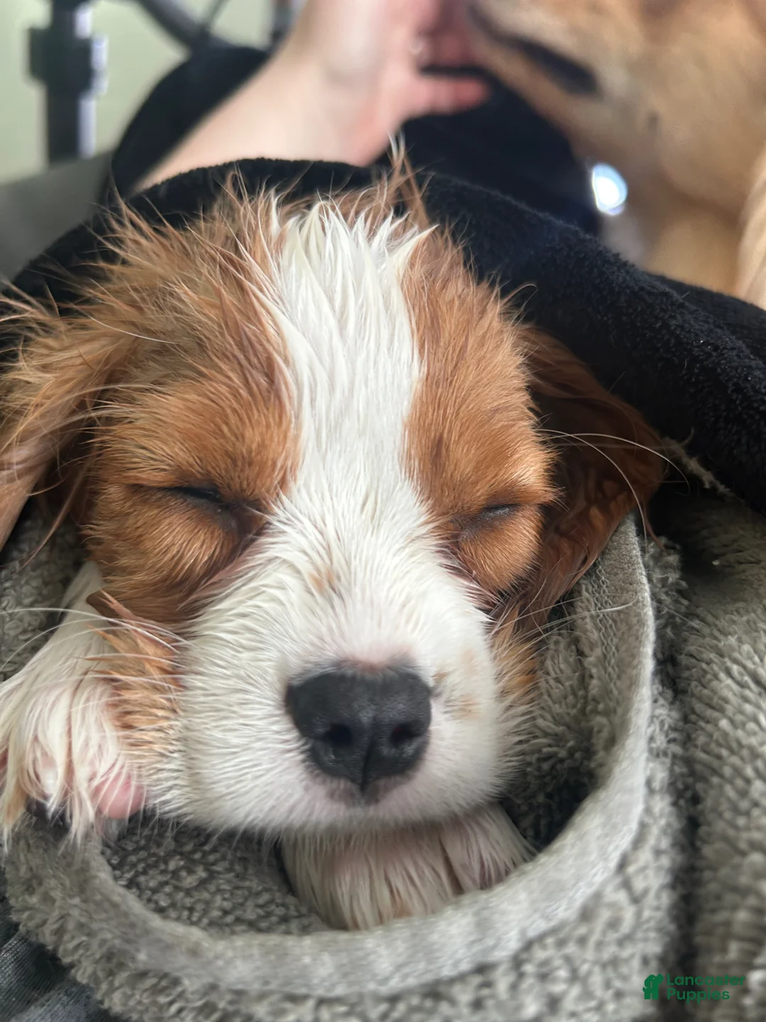 Cavalier King Charles Spaniel dogs for sale: Teddy - Ad 3