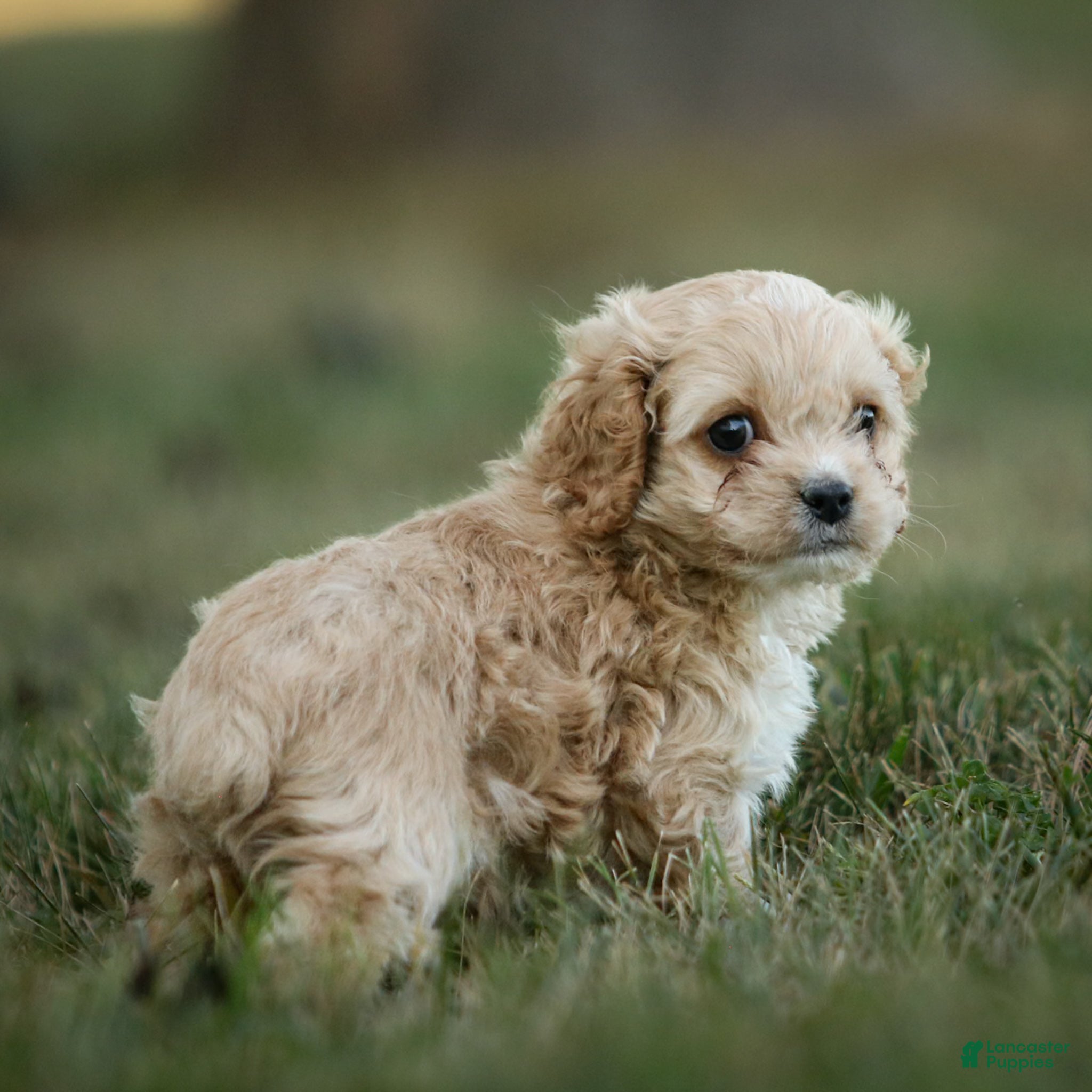 Cockapoo dogs Ranger Cockapoo  - Ad 1