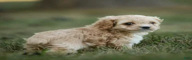 Ranger Cockapoo 