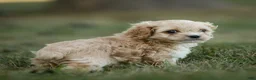 Cockapoo dogs for sale: Ranger Cockapoo  - Ad 1