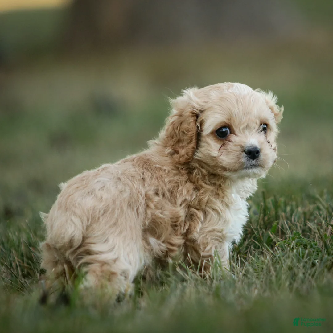 Cockapoo dogs for sale: Ranger Cockapoo  - Ad 1