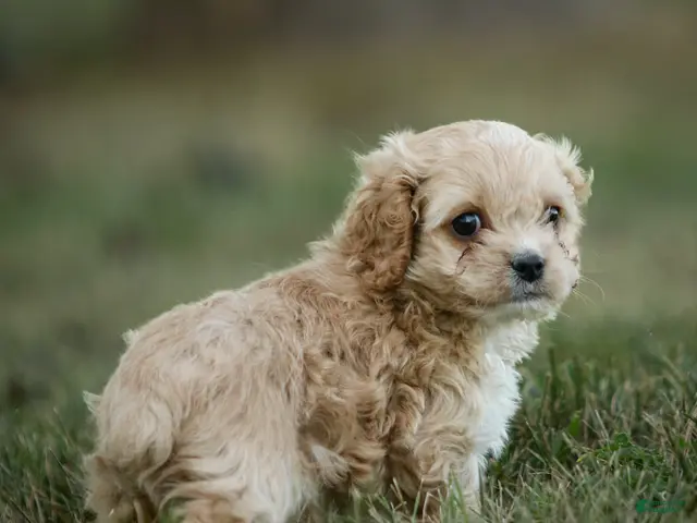 Cockapoo dogs Ranger Cockapoo - Ad 1