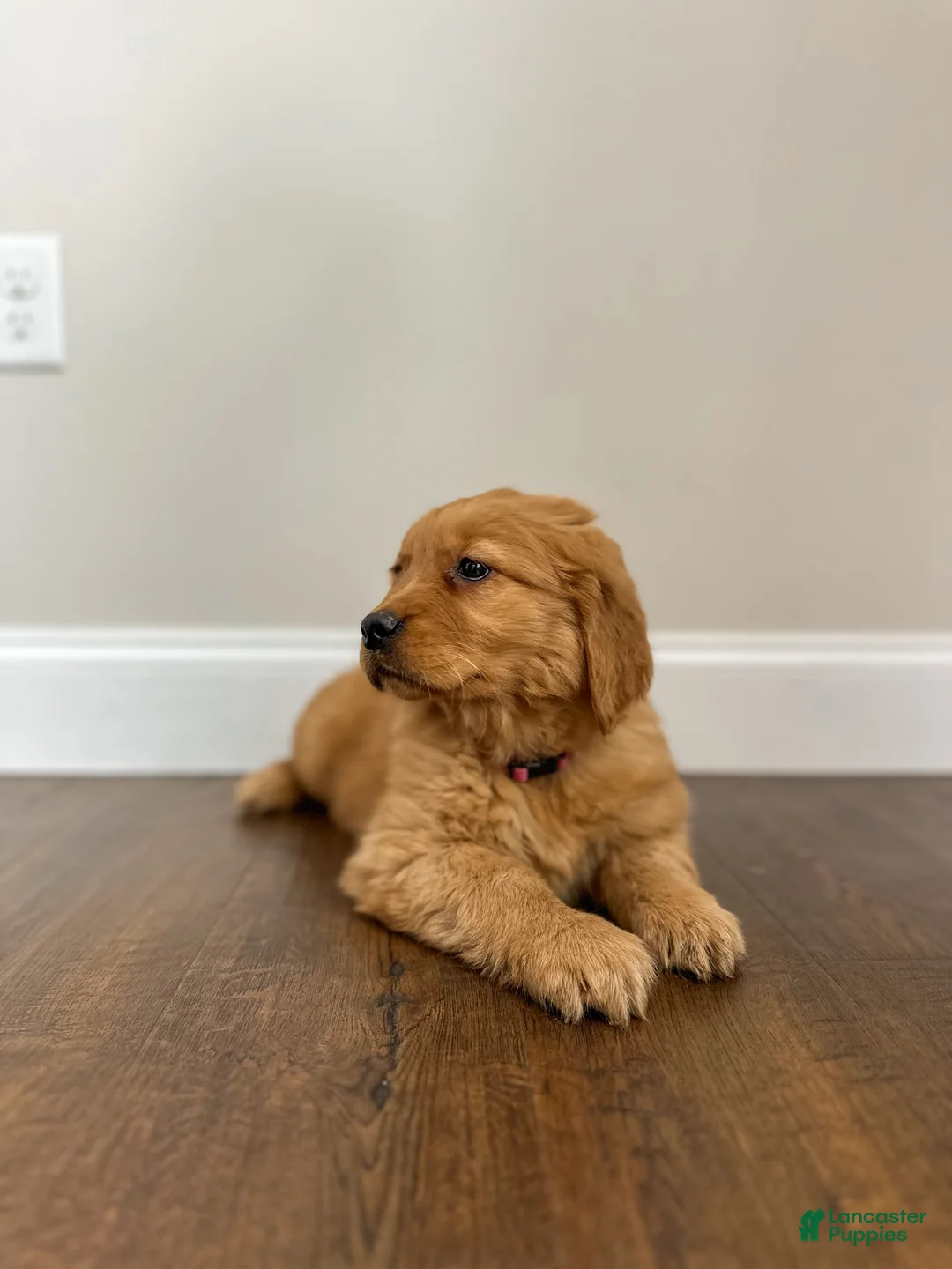 Golden Retriever dogs for sale: Ruby - Ad 3