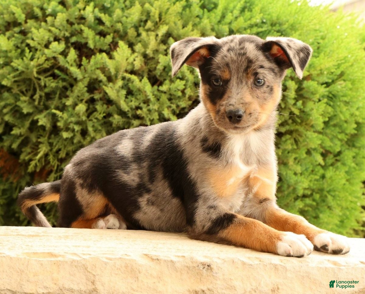Miniature Australian Shepherd dogs Bea - Ad 1