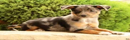 Miniature Australian Shepherd dogs for sale: Bea - Ad 1