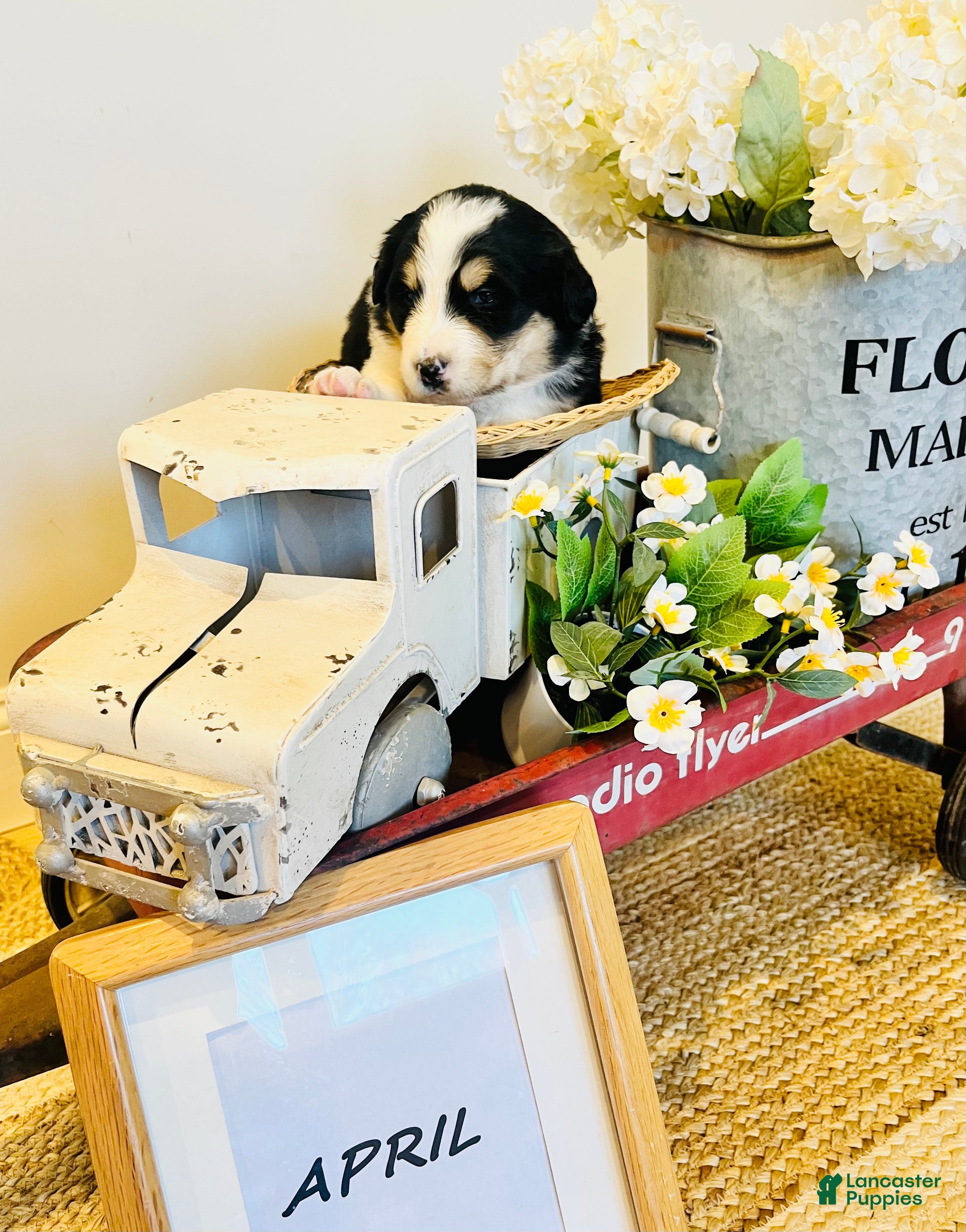 Mixed Breed dogs April  - Ad 41