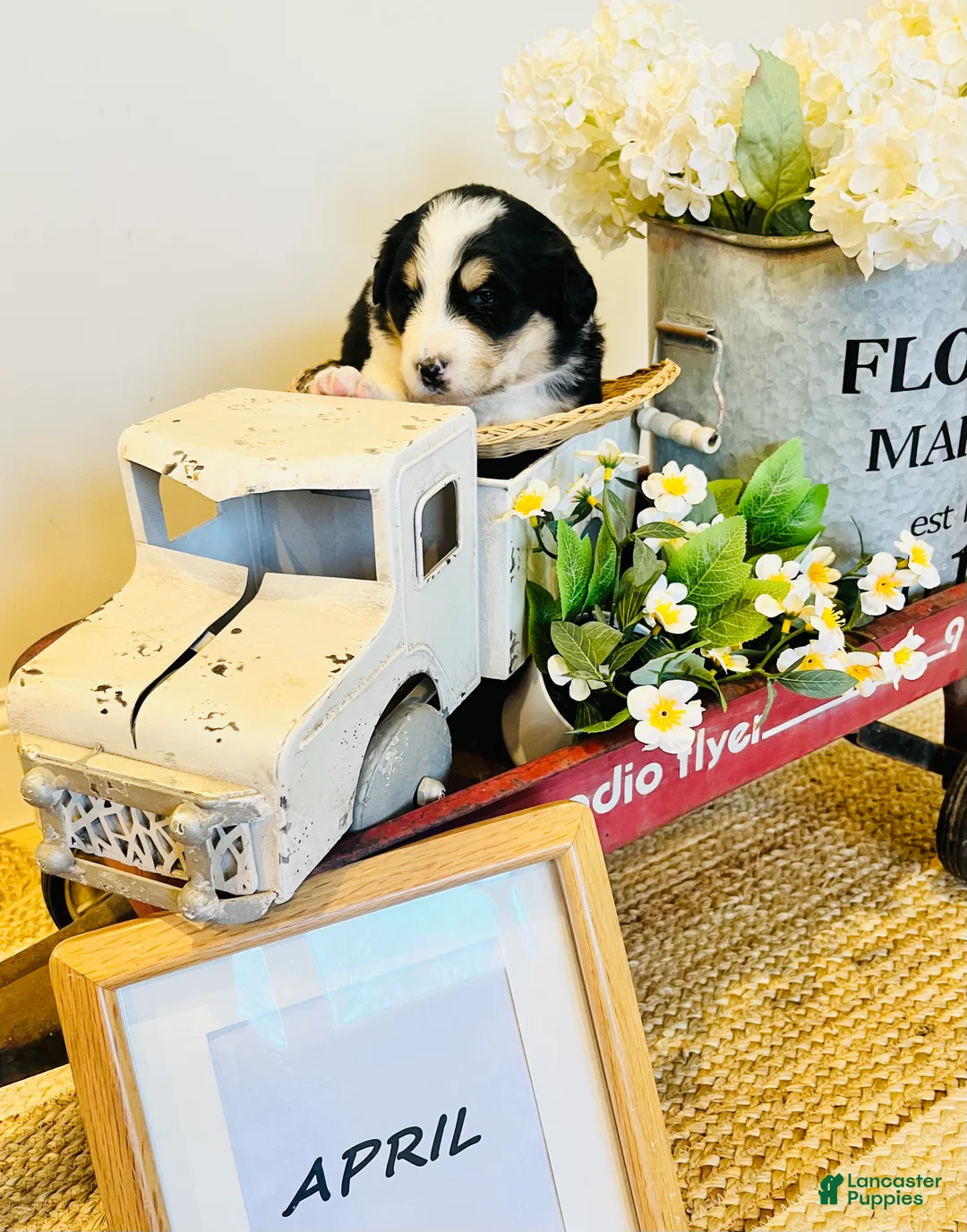 Mixed Breed dogs for sale: April  - Ad 1