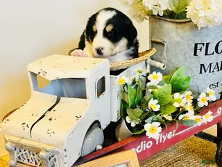 Mixed Breed dogs April - Ad 41