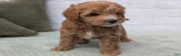 Mini Goldendoodle dogs for sale: Mia - Ad 6