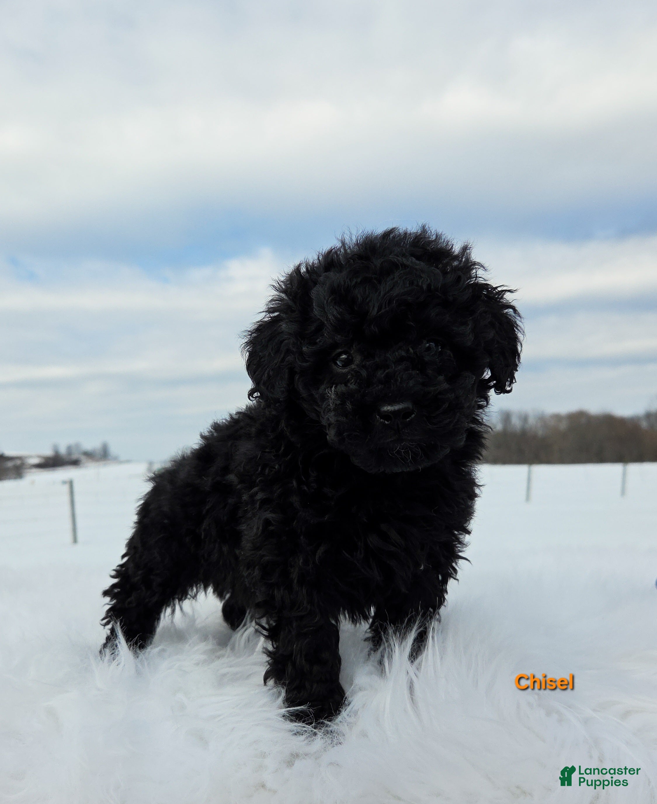 Miniature Poodle dogs Chisel  - Ad 37