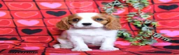 Cavalier King Charles Spaniel dogs for sale: Sweetie - Ad 1