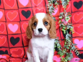Cavalier King Charles Spaniel dogs Sweetie - Ad 30