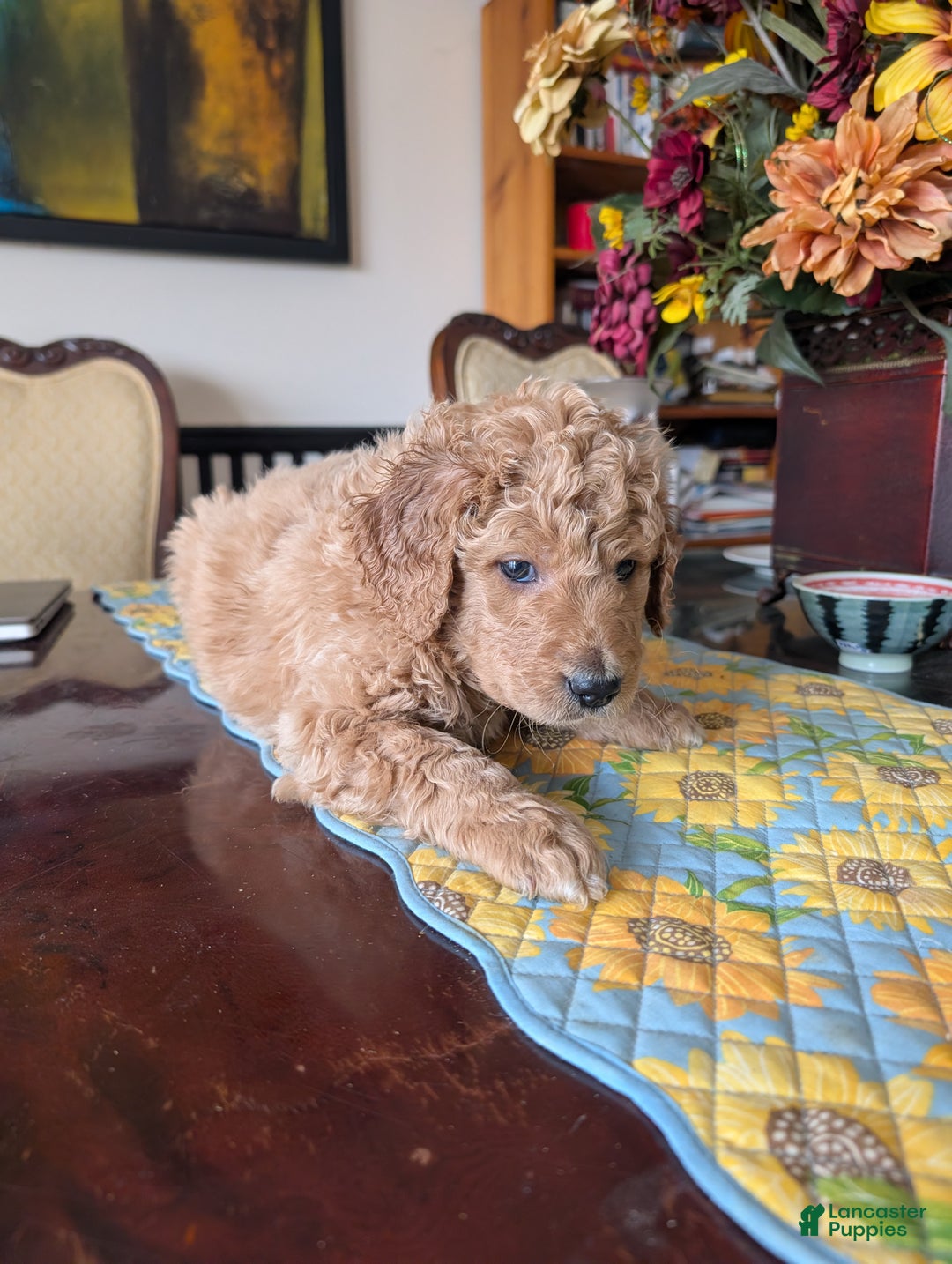 Goldendoodle dogs for sale: Henry - Ad 4
