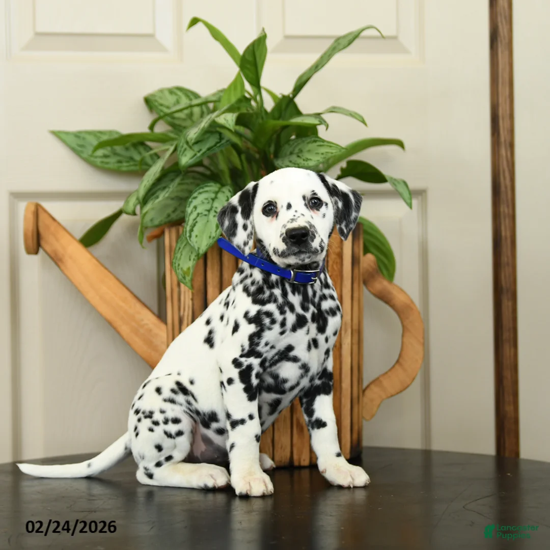Dalmatian dogs for sale: Kim  - Ad 2