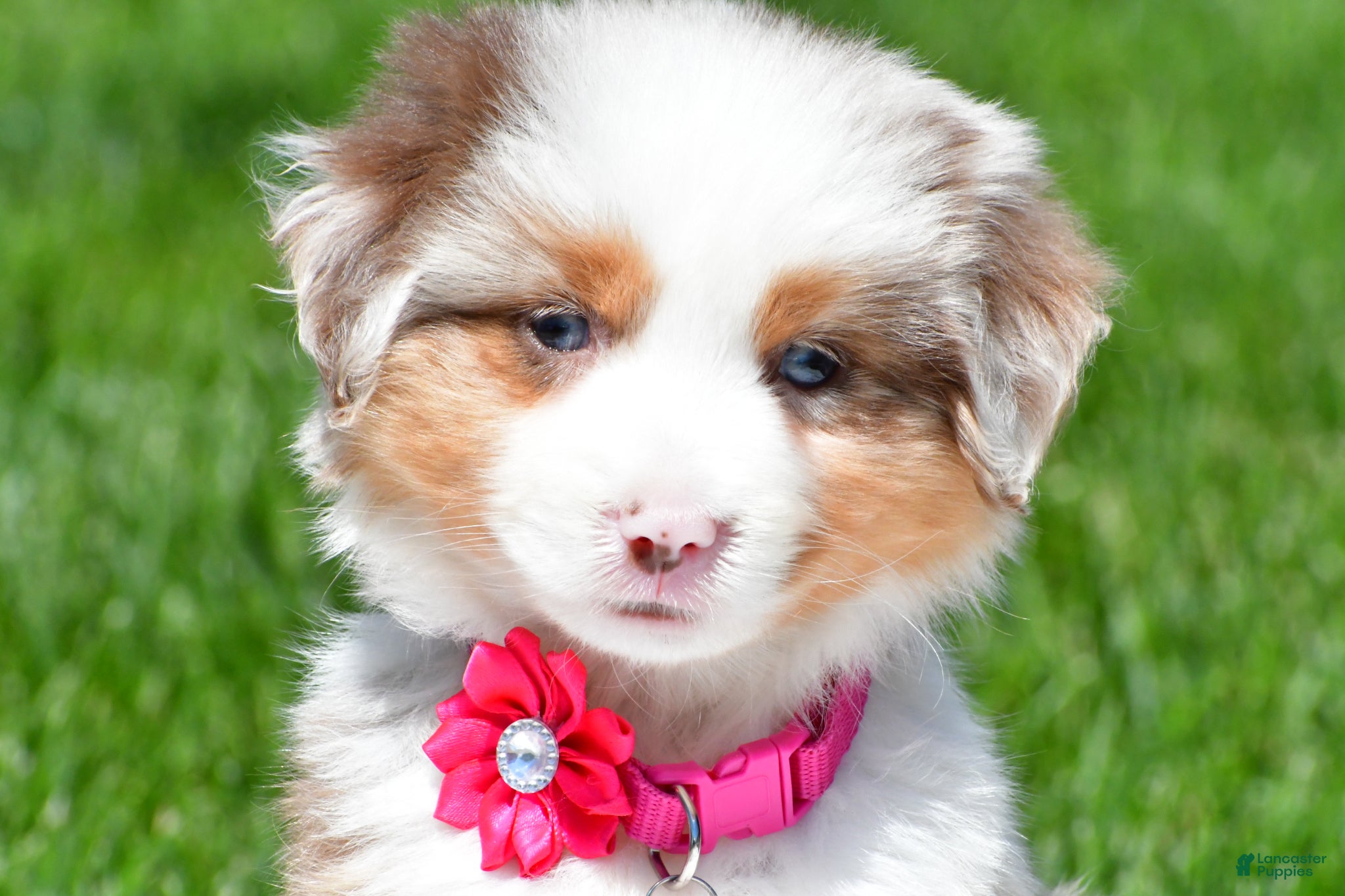 Miniature Australian Shepherd dogs for sale: Crystal - Ad 10