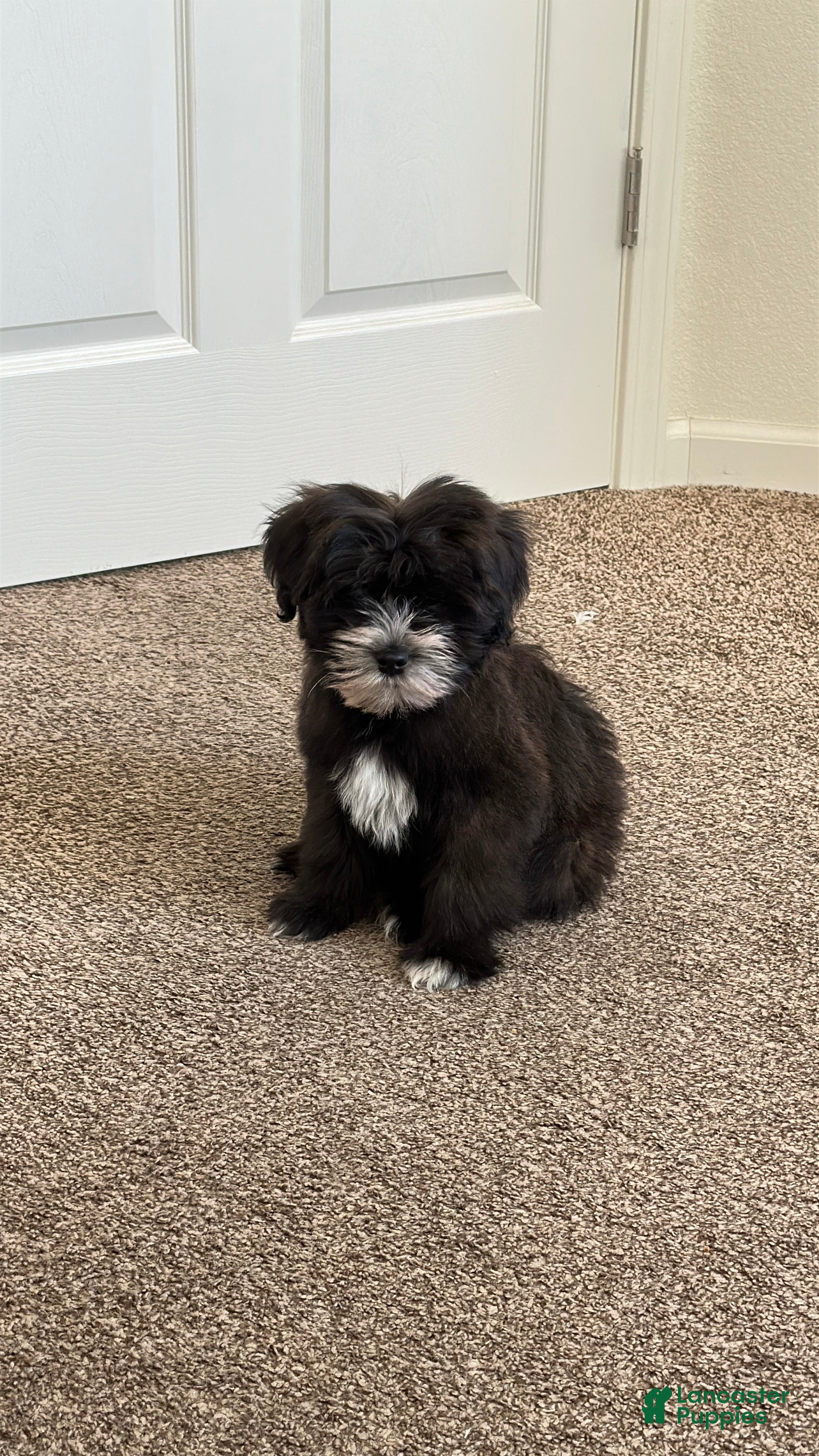 Mixed Breed dogs Mixed Breed Puppy 2 - Ad 14