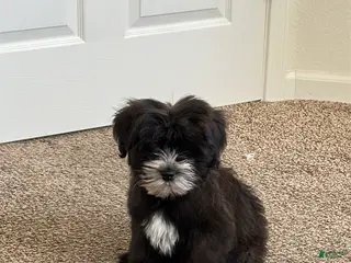 Mixed Breed dogs Mixed Breed Puppy 2 - Ad 20