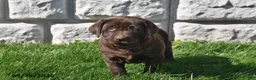 Labrador Retriever dogs for sale: Reba - Ad 2