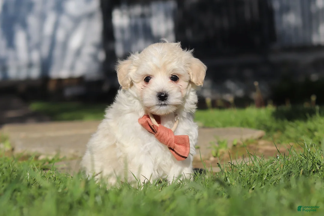 Maltipoo dogs for sale: Elliot - Ad 1
