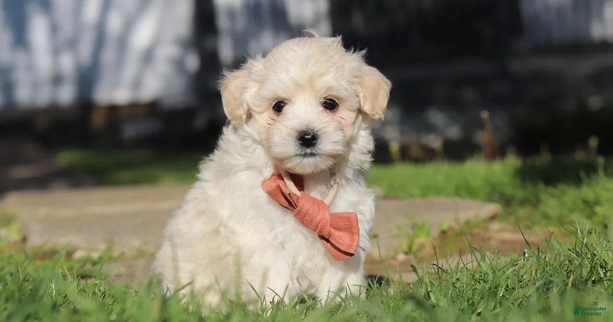 Maltipoo Puppies for sale in Millersburg, Ohio | Lancaster Puppies Maltipoo Puppies for sale in Millersburg, Ohio | Lancaster Puppies