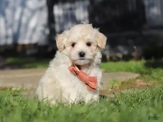 Maltipoo dogs for sale: Elliot - Ad 3