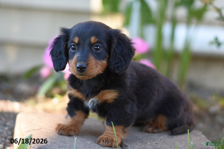 Miniature Dachshund dogs Shelby - Ad 2