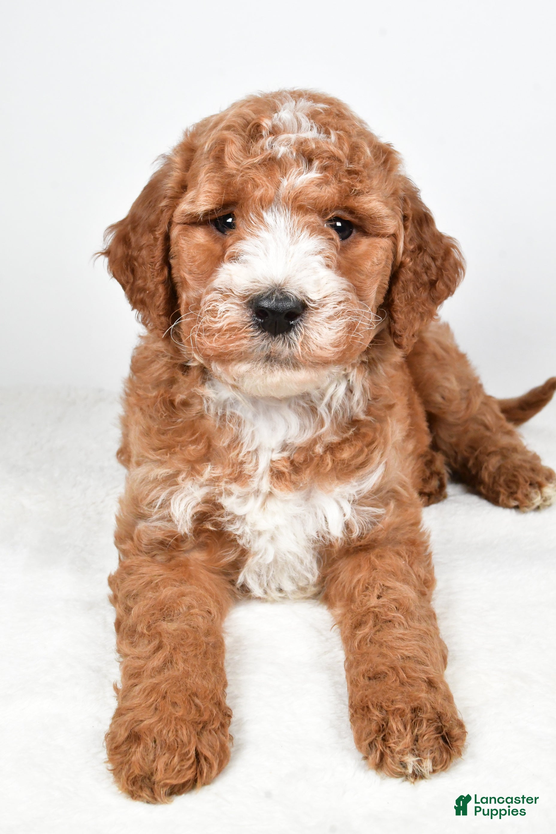 Labradoodle dogs Nessa - Ad 5