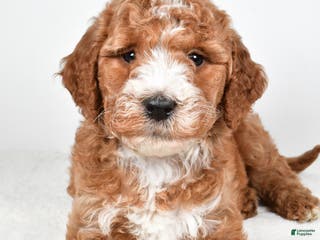 Labradoodle dogs Nessa - Ad 5