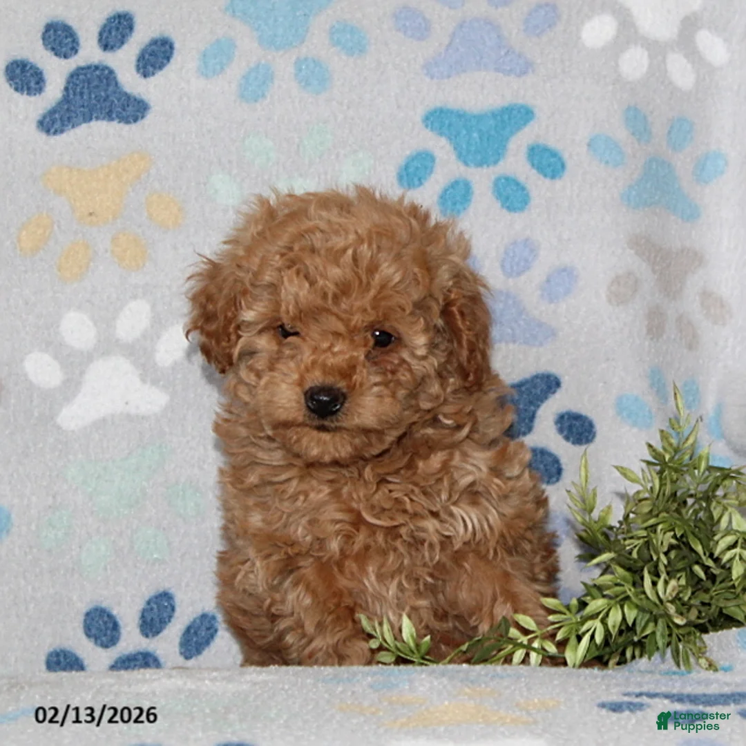 Toy Poodle dogs for sale: Tanner - Ad 2