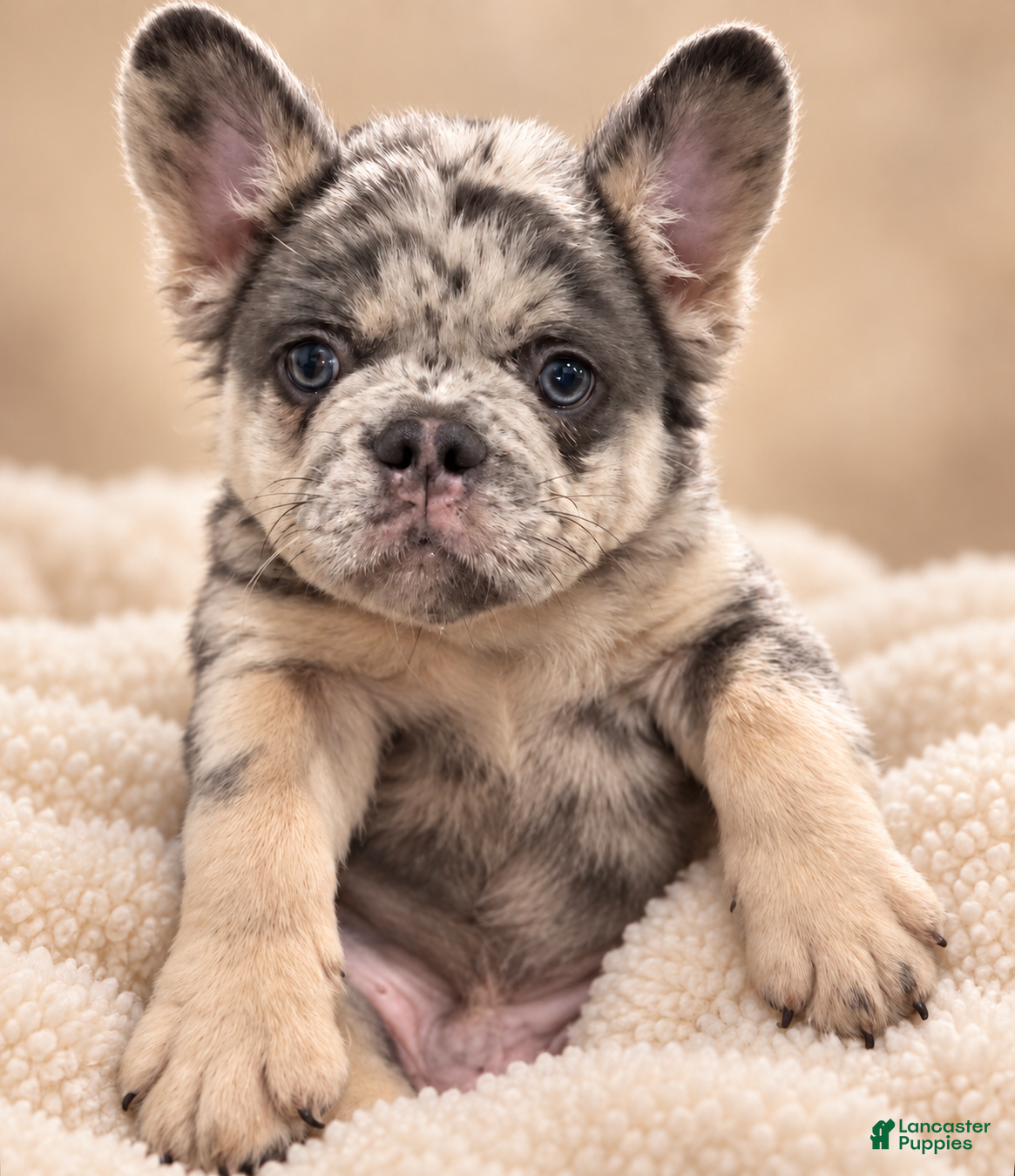 French Bulldog dogs for sale: El chapo  - Ad 2