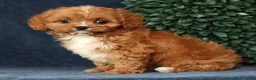 Cavapoo dogs for sale: Ingrid - Ad 4