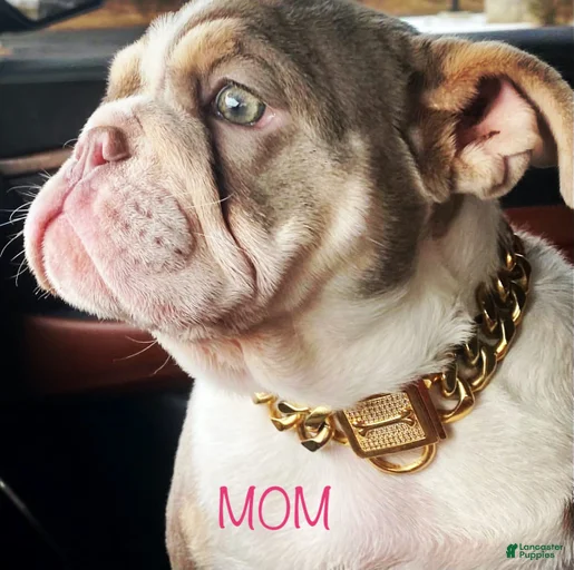 Gallery Image {{count}}