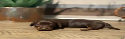 Miniature Dachshund dogs for sale: The Painted Prodigy - Ad 13