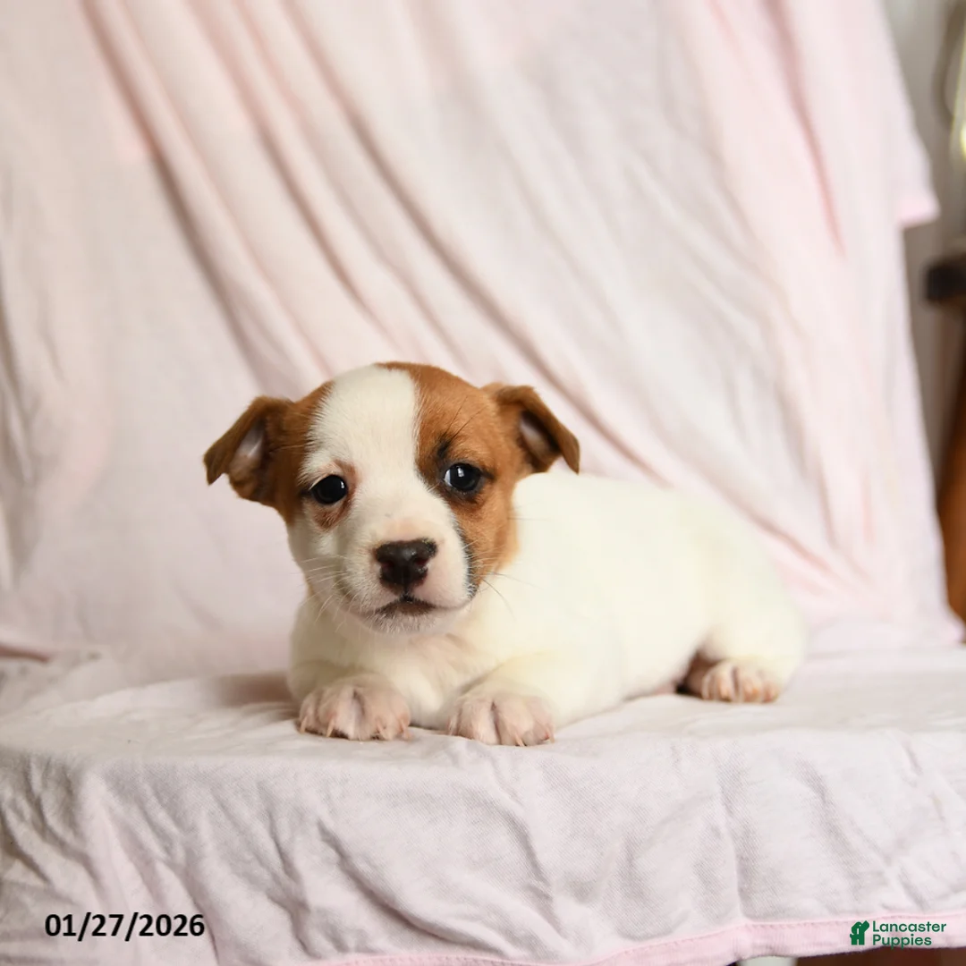 Jack Russell Terrier dogs for sale: Buster - Ad 2