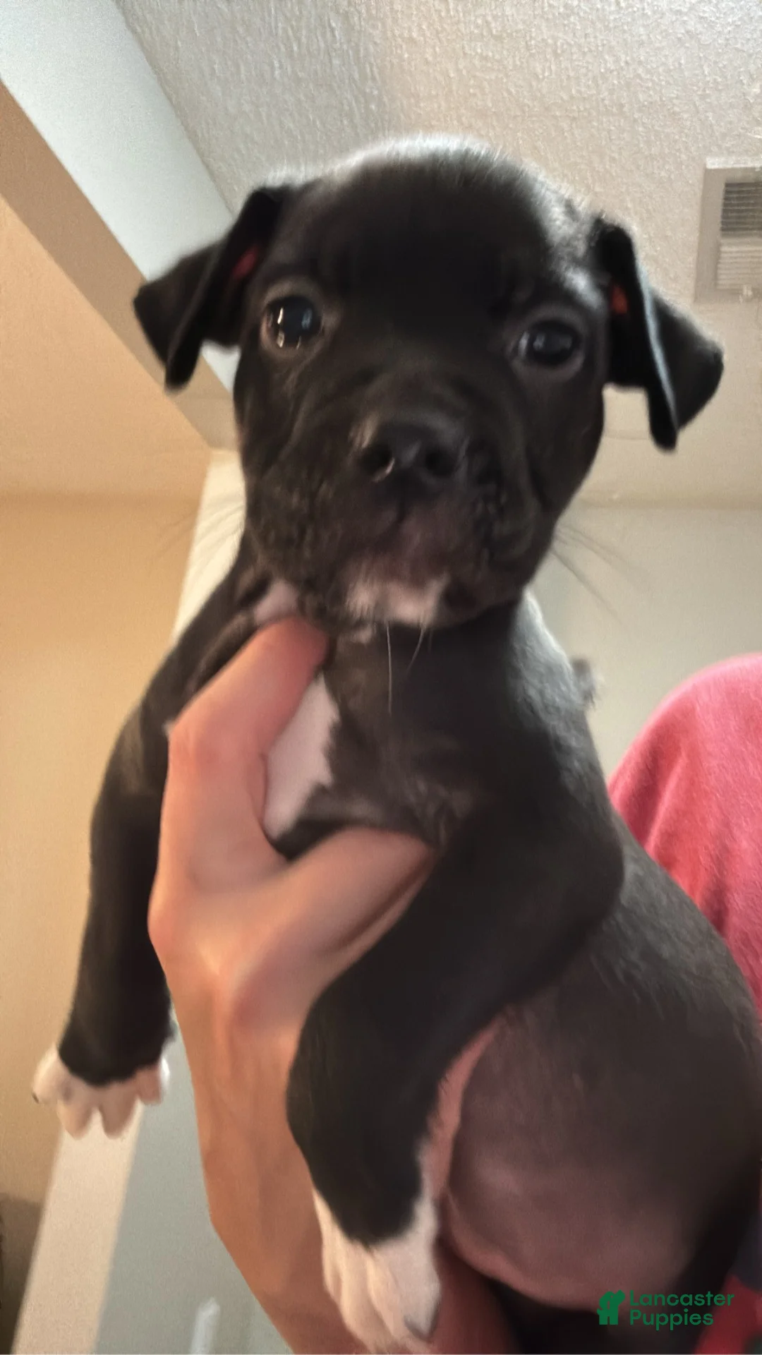 Mixed Breed dogs for sale: Mixed Breed 8 - Ad 2