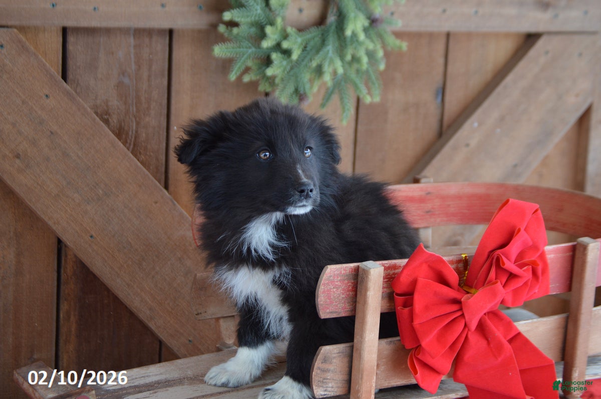 Mixed Breed dogs Teddy - Ad 2