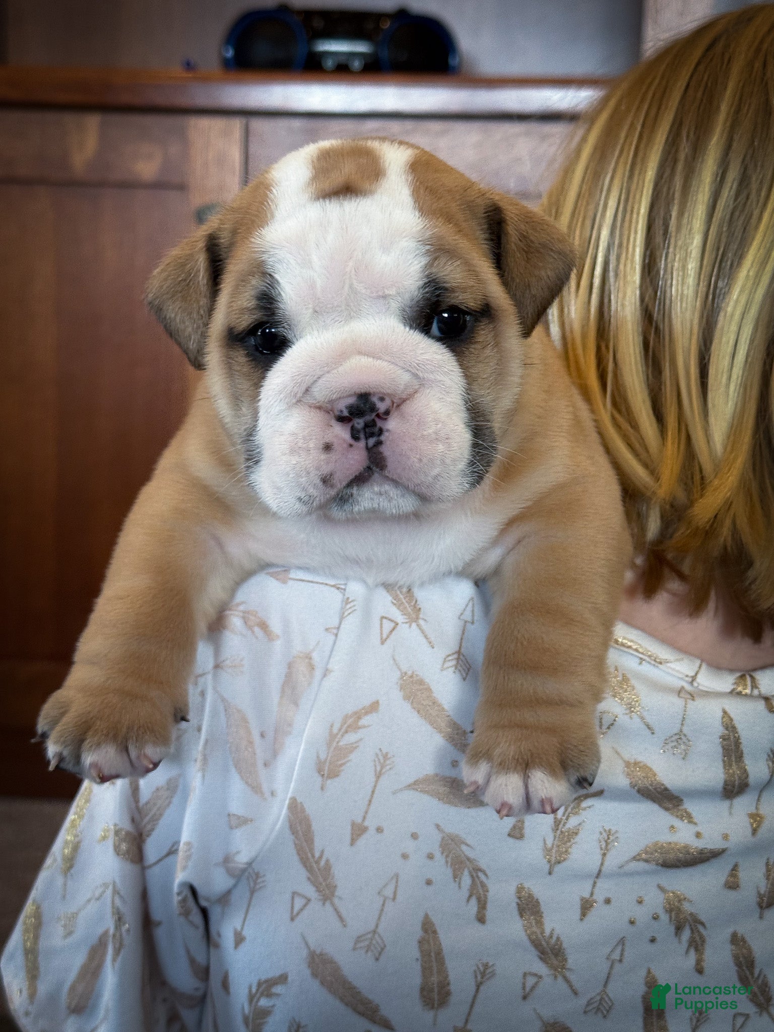 English Bulldog dogs Garth - Ad 2