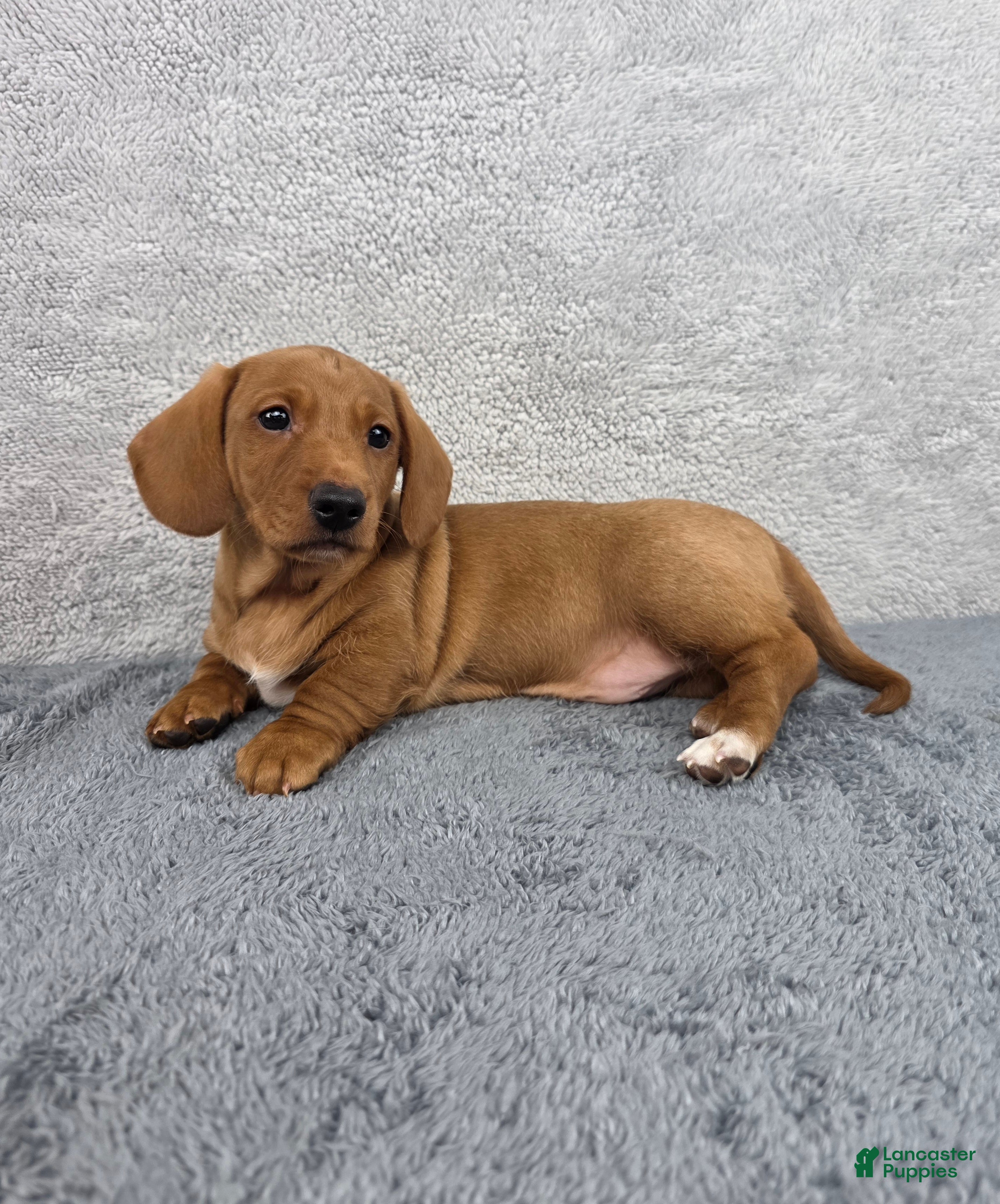 Miniature Dachshund dogs Cooper - Ad 1