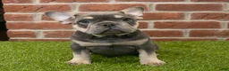 French Bulldog dogs for sale: Macy - Ad 4