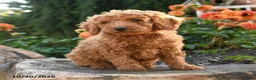 Mini Goldendoodle dogs for sale: Lester - Ad 5