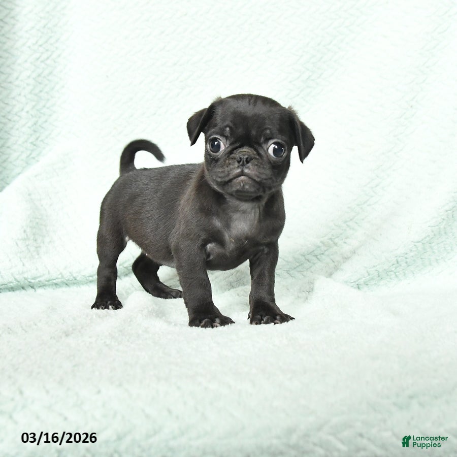 Pug dogs Abby - Ad 1