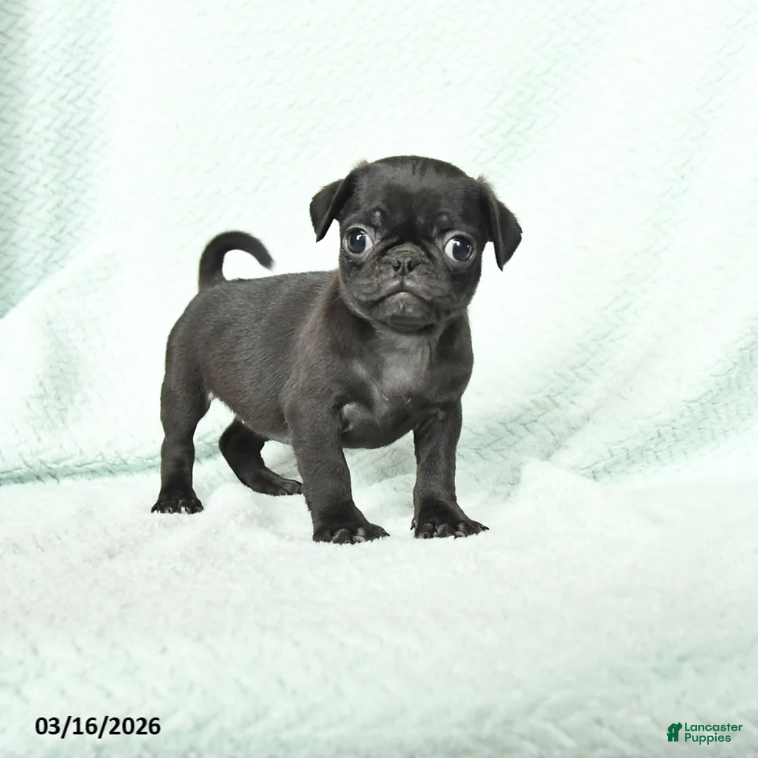 Pug dogs for sale: Abby - Ad 1