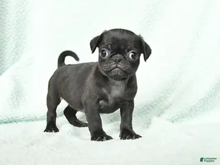Pug dogs for sale: Abby - Ad 4