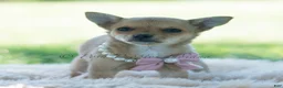 Chihuahua dogs for sale: Pumpkin - Ad 7
