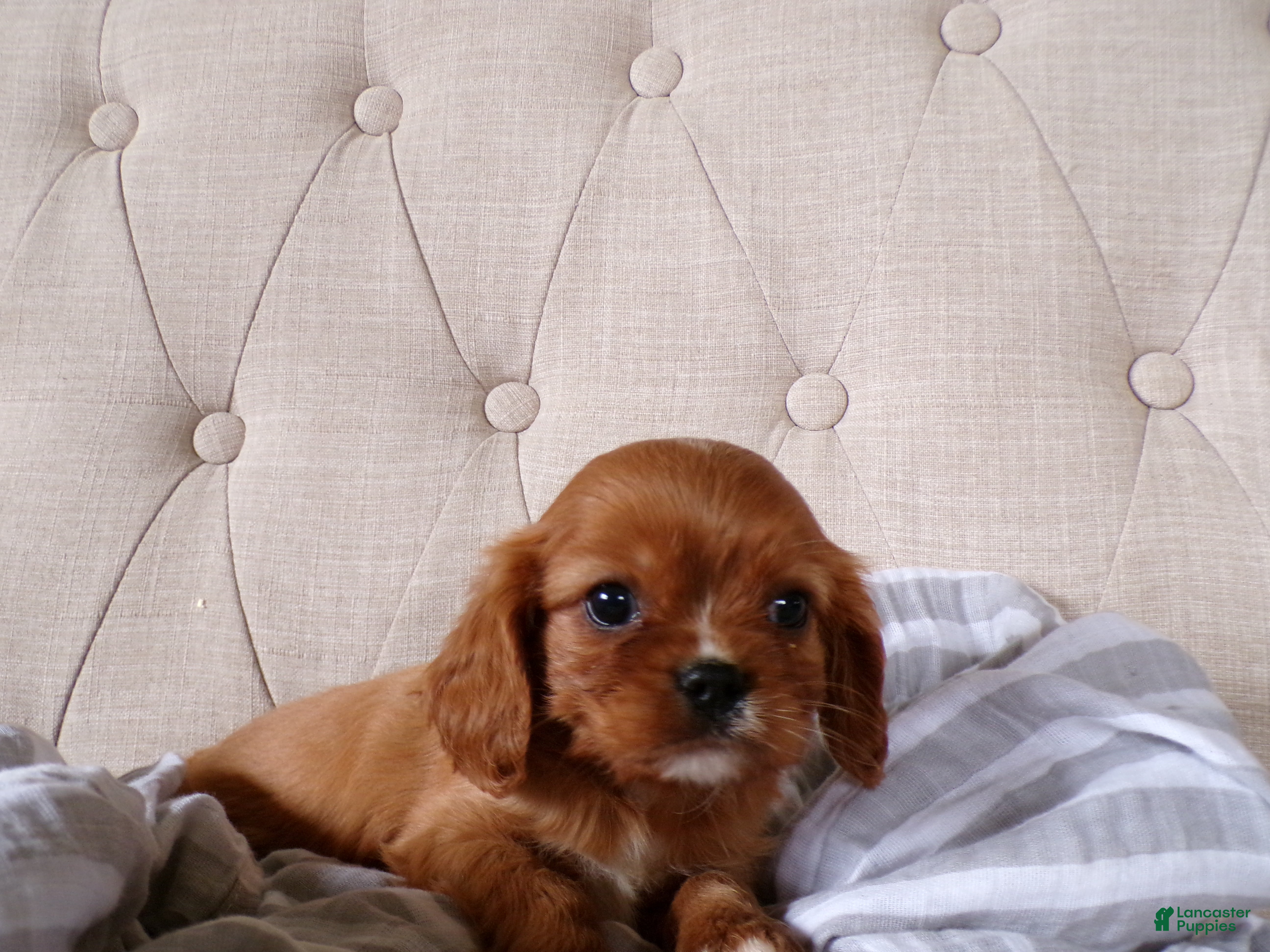 Cavalier King Charles Spaniel dogs Quincey - Ad 2