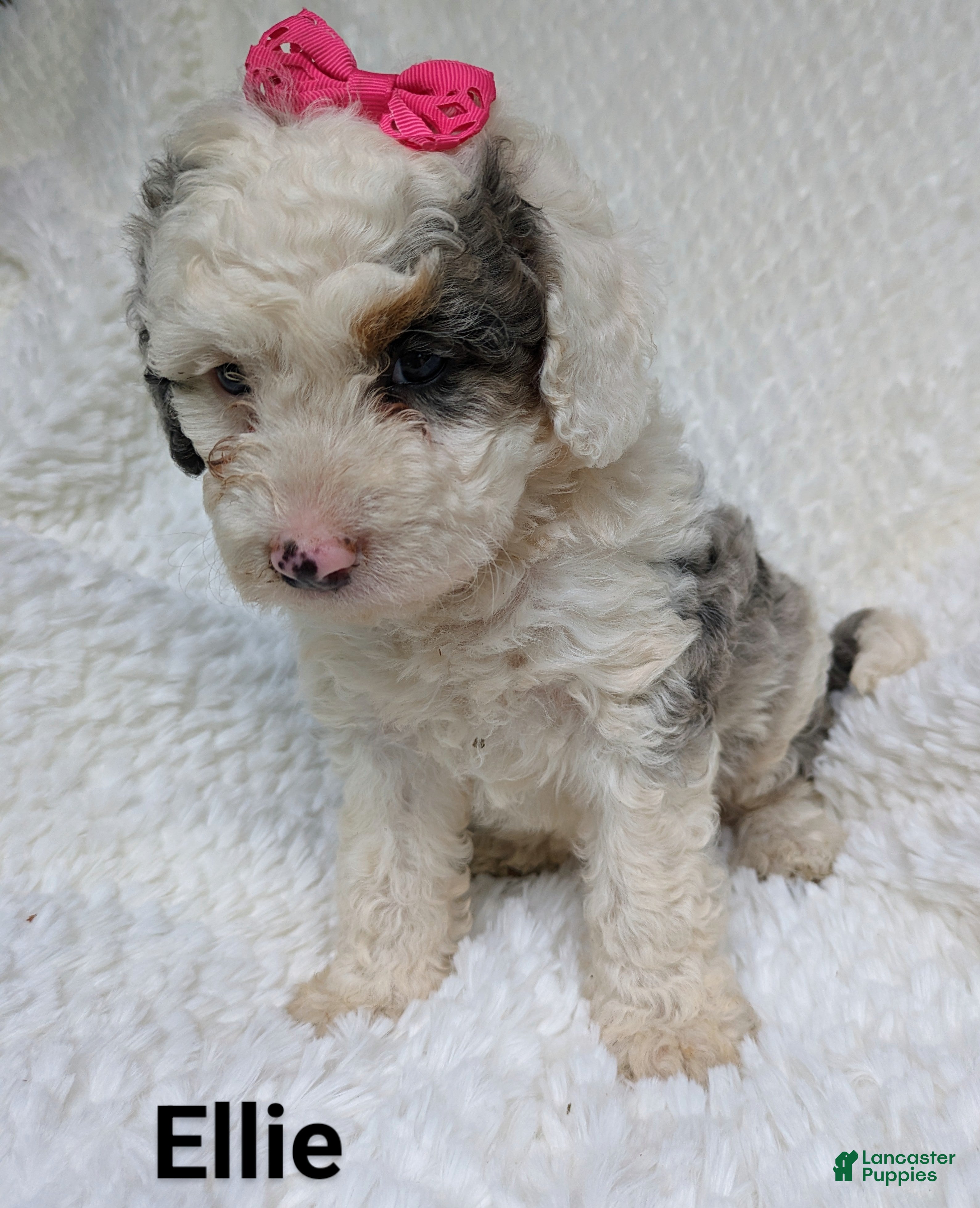 Bernedoodle dogs Ellie - Ad 31