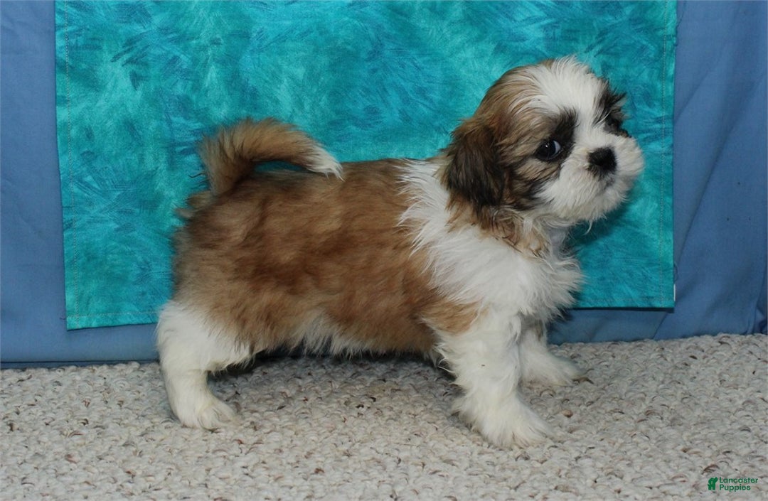 Shih Tzu dogs for sale: Dingo - Ad 4