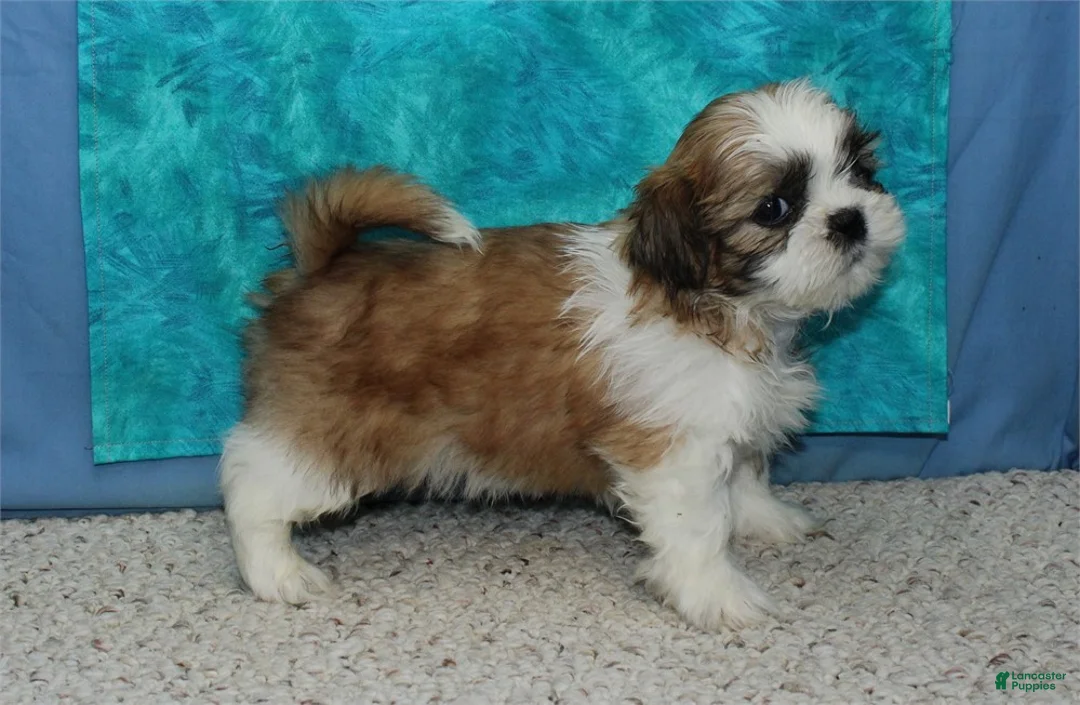 Shih Tzu dogs for sale: Dingo - Ad 4
